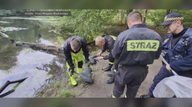 Czapla uwięziona w wędkarskiej żyłce