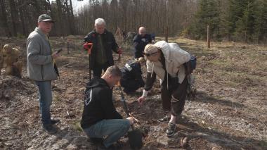 Wspólnie posadzili tysiące małych dębów